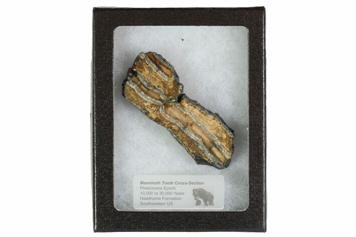 Mammoth Molar Slice With Case - South Carolina #95290